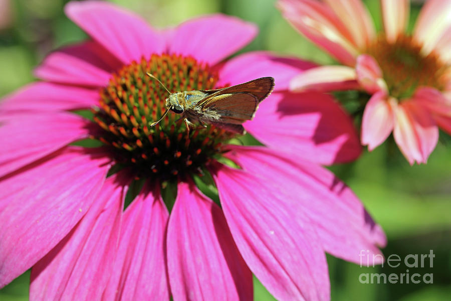 Coneflower Moth II Photograph by Mary Haber