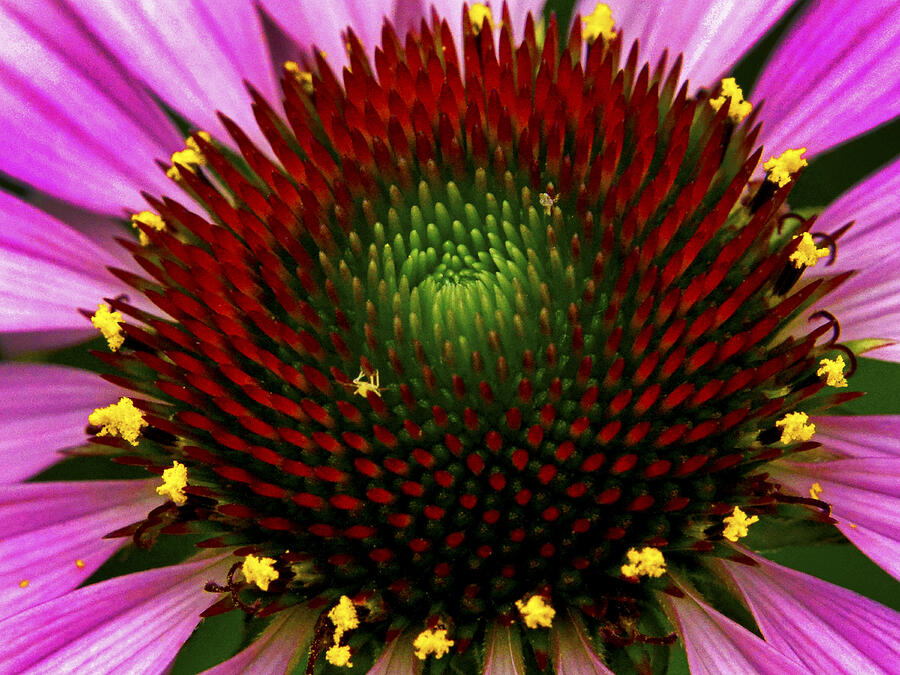 Coneflower  Photograph by Paul W Faust - Impressions of Light