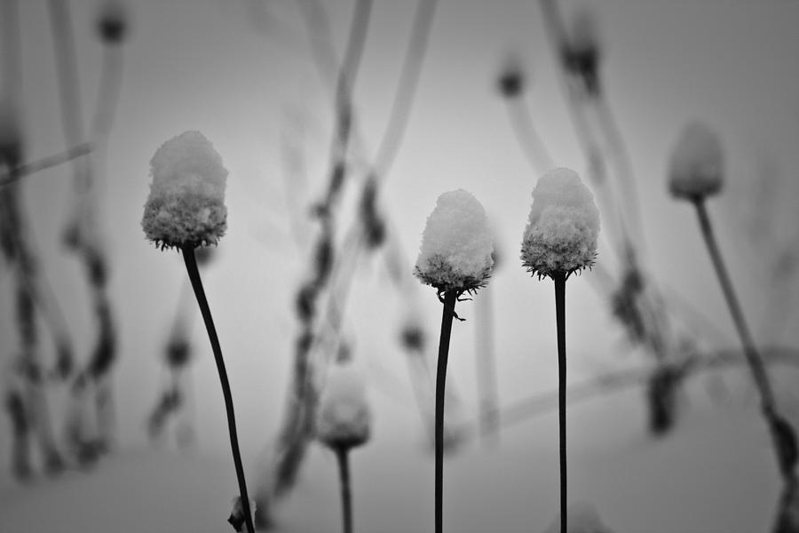 Coneflower Seedheads Covered in Snow Photograph by Teresa Mucha