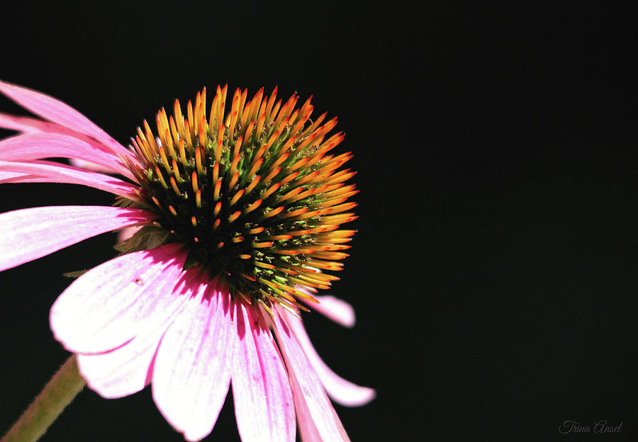 Coneflower Photograph by Trina Ansel