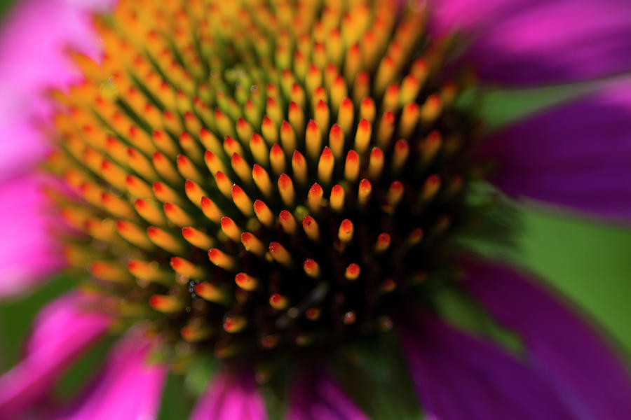 Coneflower Up Close and Personal Photograph by Kathy Clark