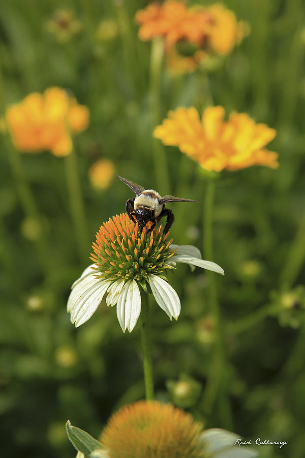 The Visitor Coneflower Bee Art Photograph by Reid Callaway