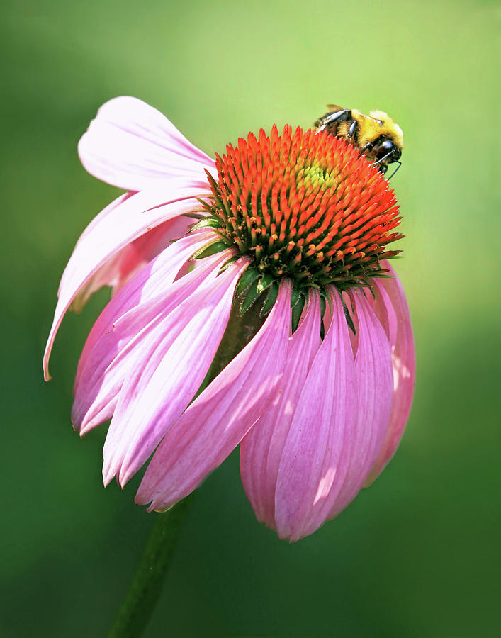 Coneflower with bee Photograph by Carolyn Derstine
