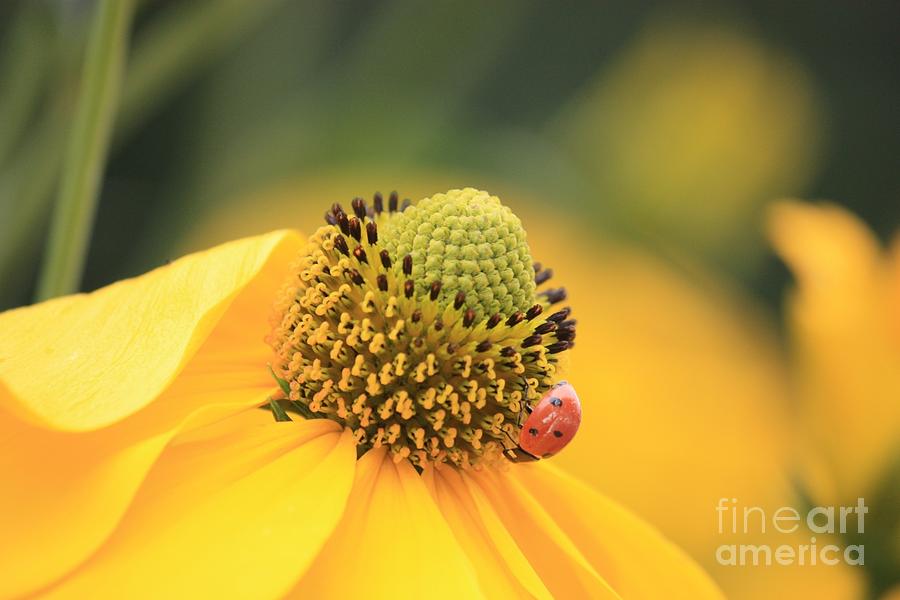 Ladybug Photograph - Coneflower with Ladybug by Carol Groenen