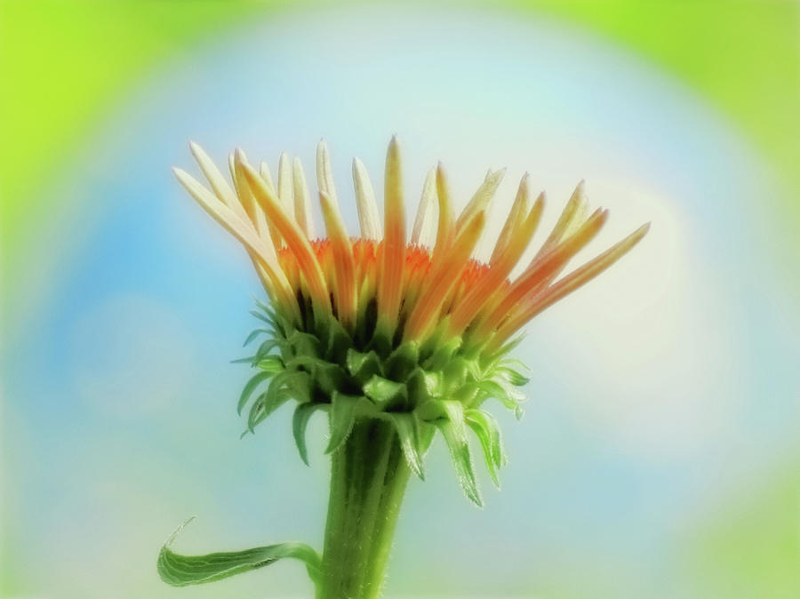 Coneflower World Glow Photograph by MTBobbins Photography