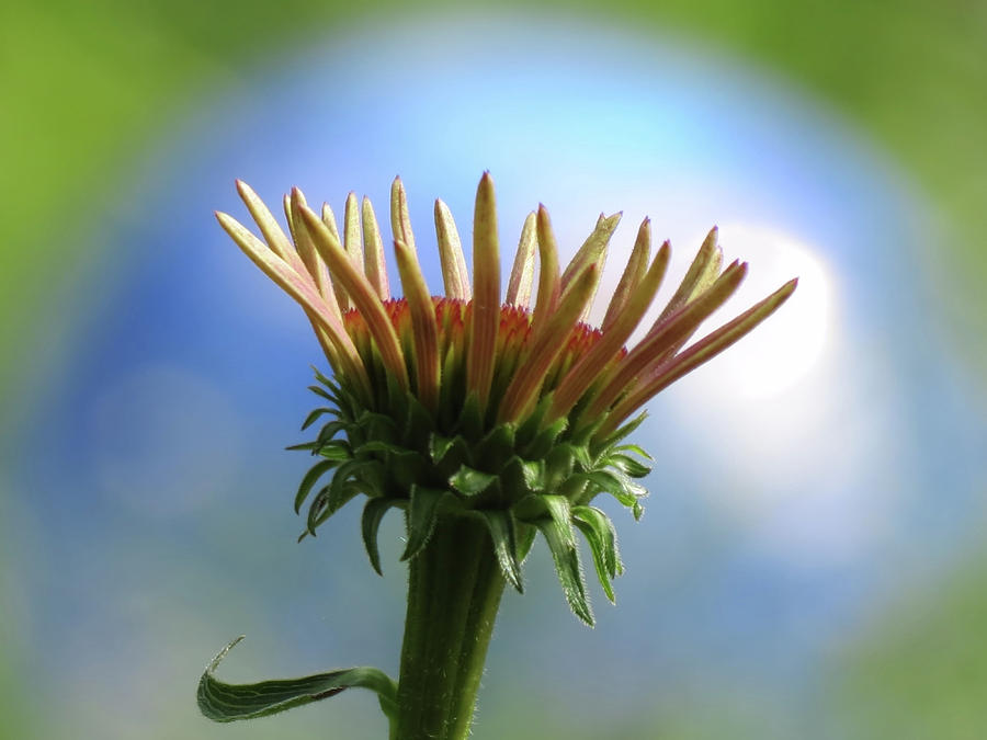 Coneflower World Photograph by MTBobbins Photography