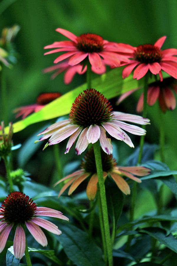 Coneflowers 2 Photograph by Kevin Wheeler