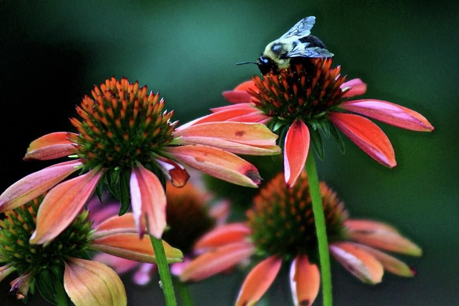 Coneflowers and Bee Photograph by Kevin Wheeler