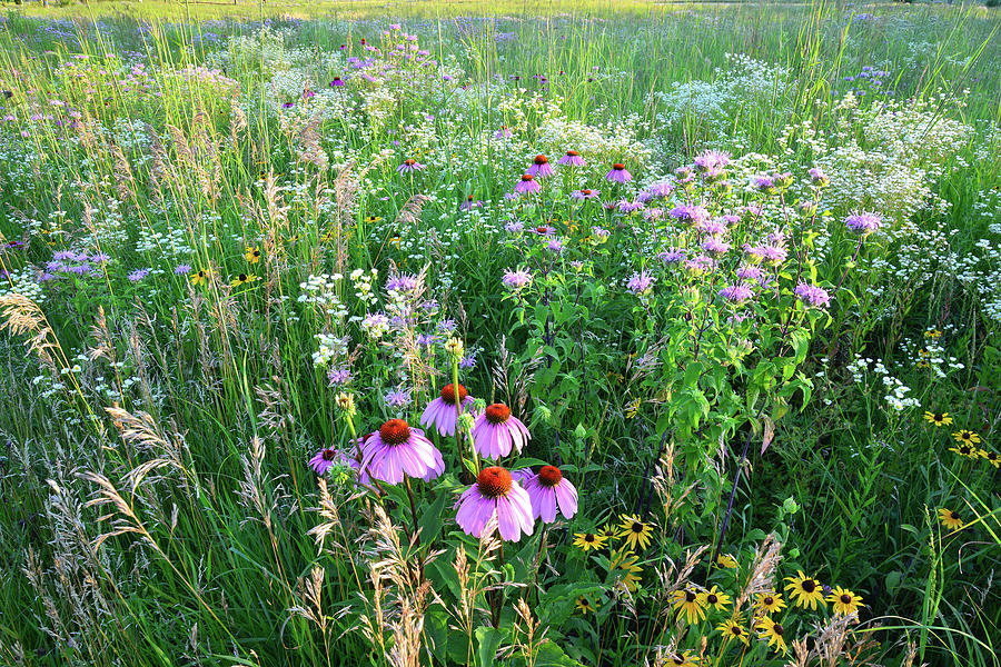 Coneflowers and Friends Photograph by Ray Mathis