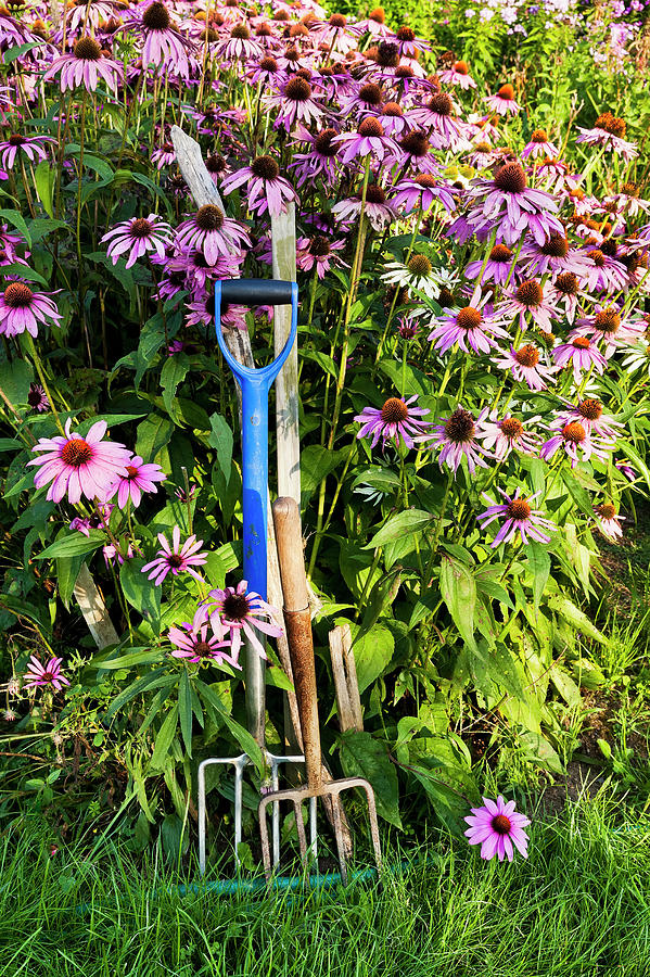 Coneflowers And Garden Tools Photograph by Alan L Graham