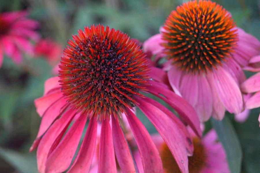 Coneflowers Photograph by Beth Collins