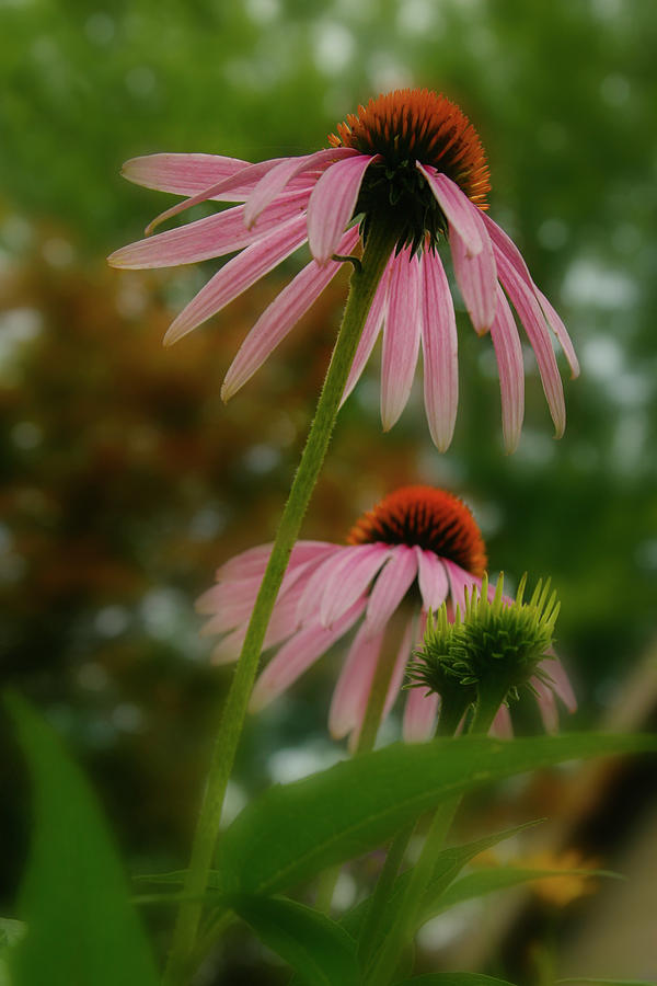 Coneflowers Photograph by Garry McMichael