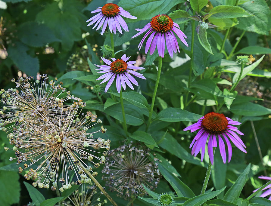 Coneflowers in Dow Gardens 2 Photograph by Mary Bedy