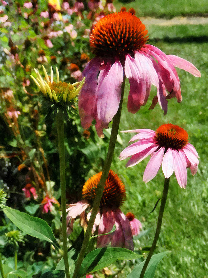 Coneflowers in Garden Photograph by Susan Savad
