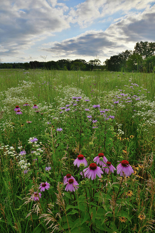 Coneflowers in Shelley Kelly Prairie Photograph by Ray Mathis