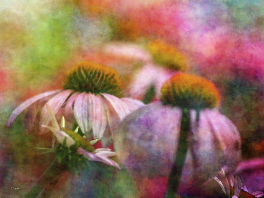 Coneflowers In The Mist 2865 IDP_2 Photograph by Steven Ward