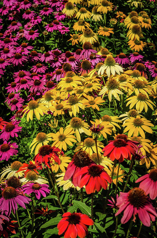 Flower Photograph - Coneflowers in the Park by Dan Jordan