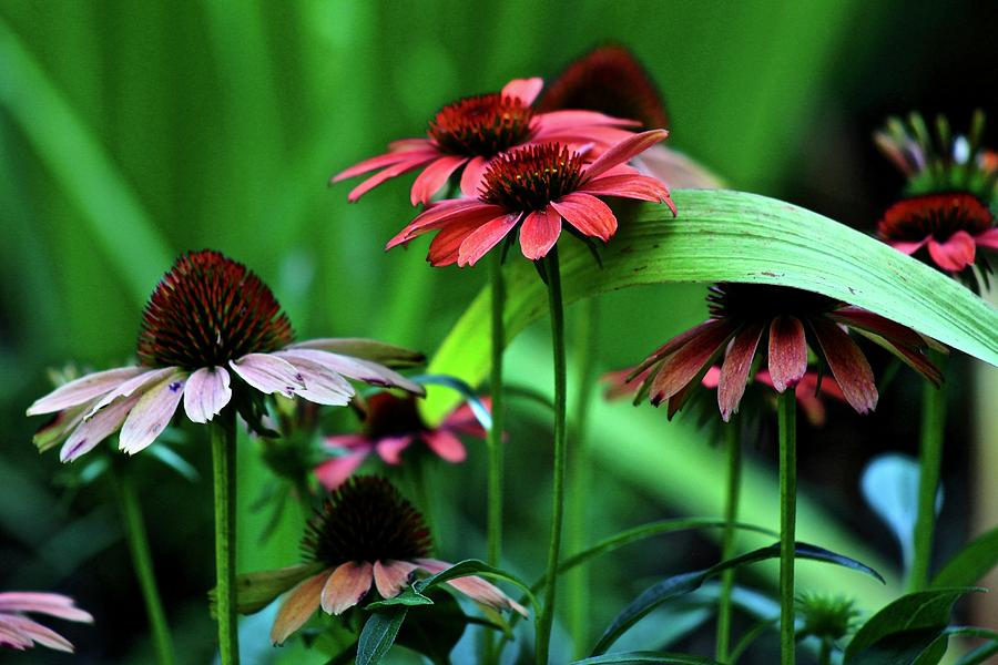 Coneflowers Photograph by Kevin Wheeler