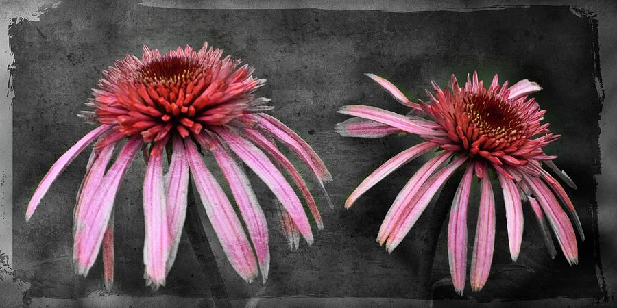 Coneflowers Photograph by Lily Malor