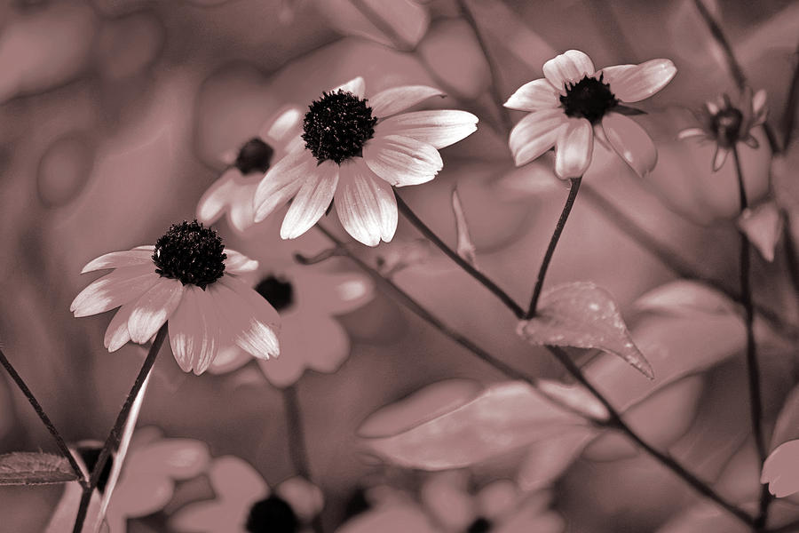 Coneflowers No. 8-3 Photograph by Sandy Taylor