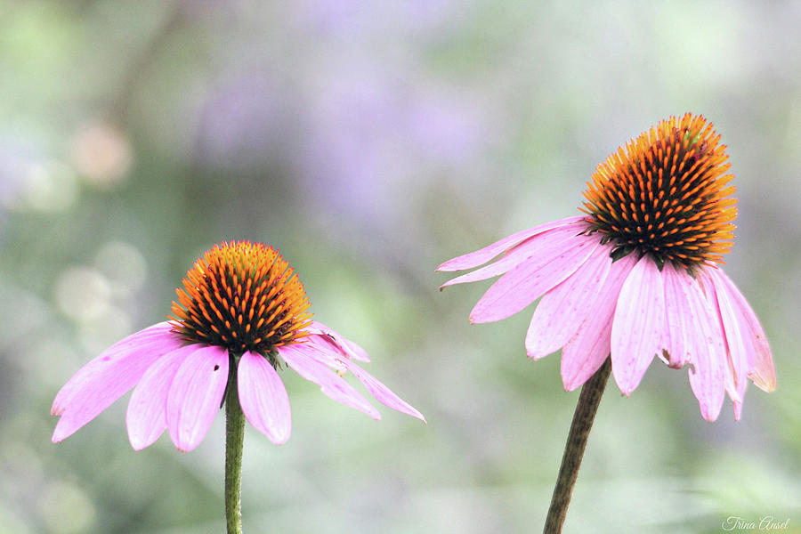 Coneflowers on a Summer Day Photograph by Trina Ansel