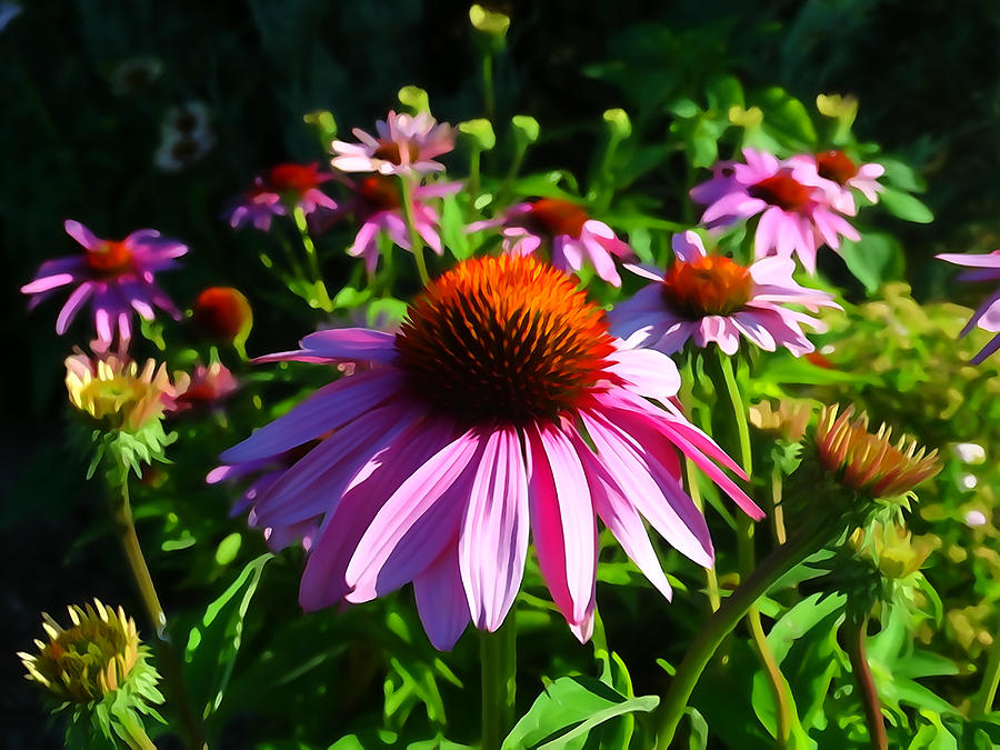 Coneflowers Re-imagined Photograph by David T Wilkinson