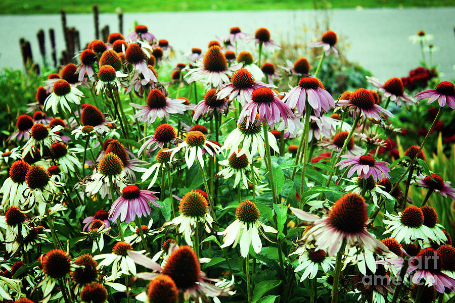 Coneflowers With Green Photograph by Donna L Munro