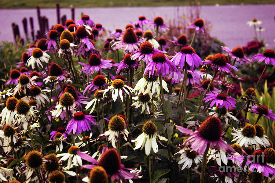 Coneflowers With Purple Photograph by Donna L Munro