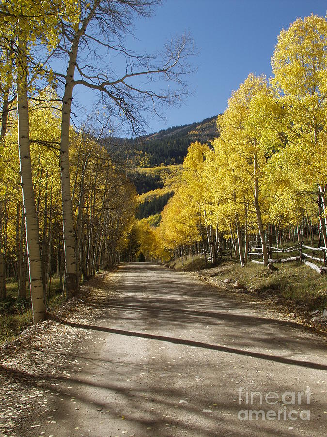 Conejos in Fall Photograph by Bill Hyde
