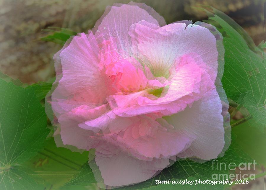 Confederate Rose Photograph by Tami Quigley
