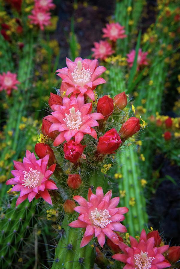 Confetti Cactus Flowers Photograph by Lynn Bauer