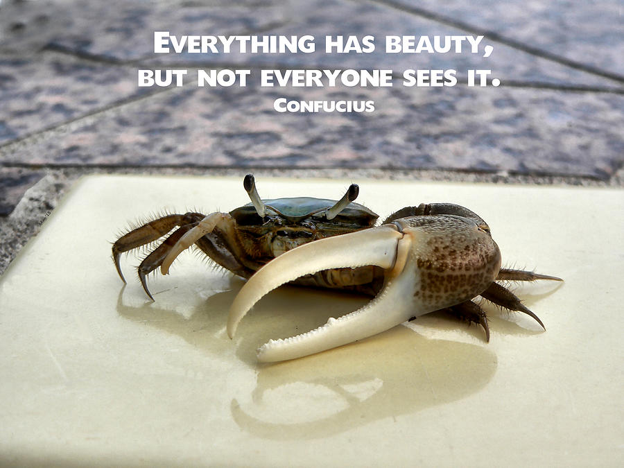 Confucius Crab Photograph by Kathy K McClellan
