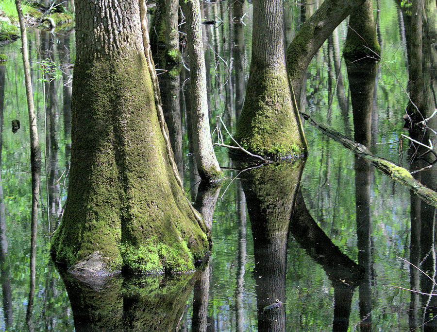 Tree Photograph - Congaree Swamp Series 1 0f 5 by Cathy Harper