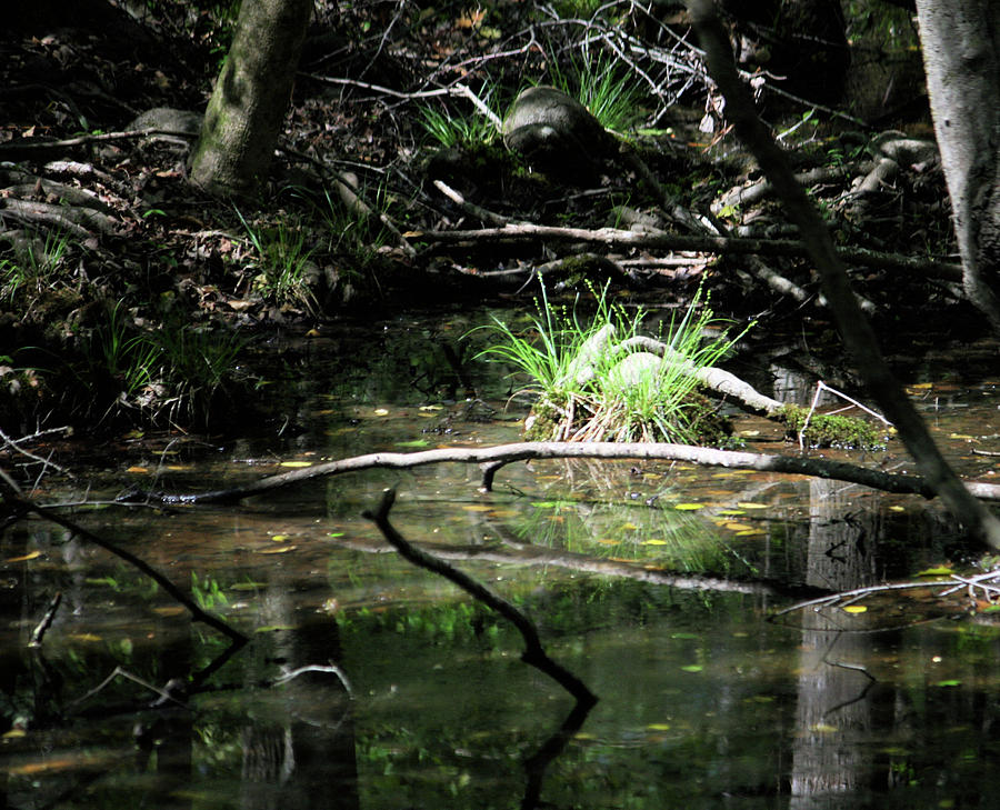 Nature Photograph - Congaree Swamp Series 3 of 5 by Cathy Harper