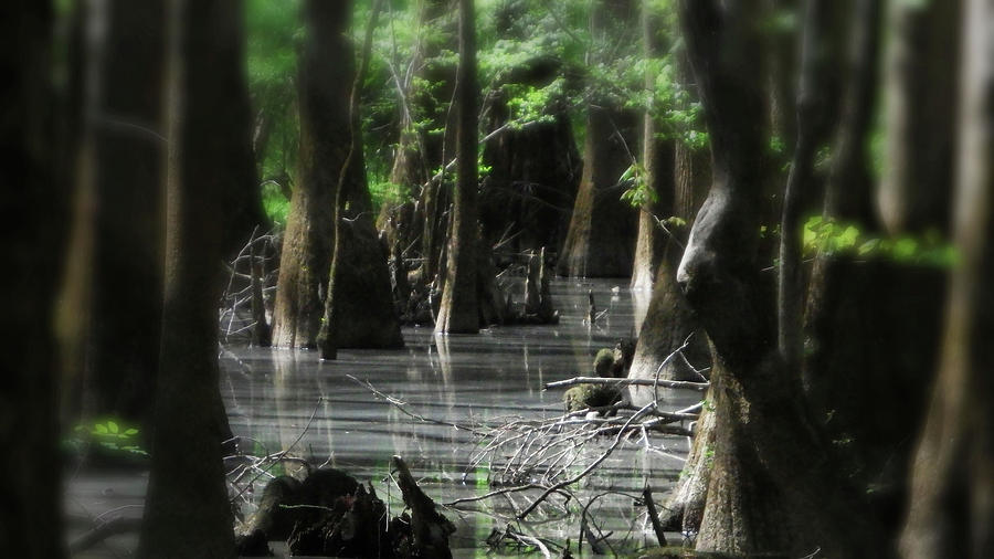 Tree Photograph - Congaree Swamp Series 4 of  5  by Cathy Harper