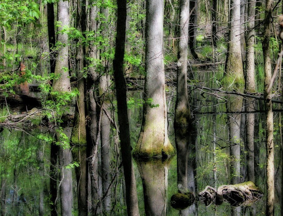 Nature Photograph - Congaree Swamp Series 5 of 5 by Cathy Harper
