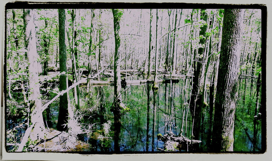 Tree Photograph - Congaree Swamp Series  2 of 5 by Cathy Harper