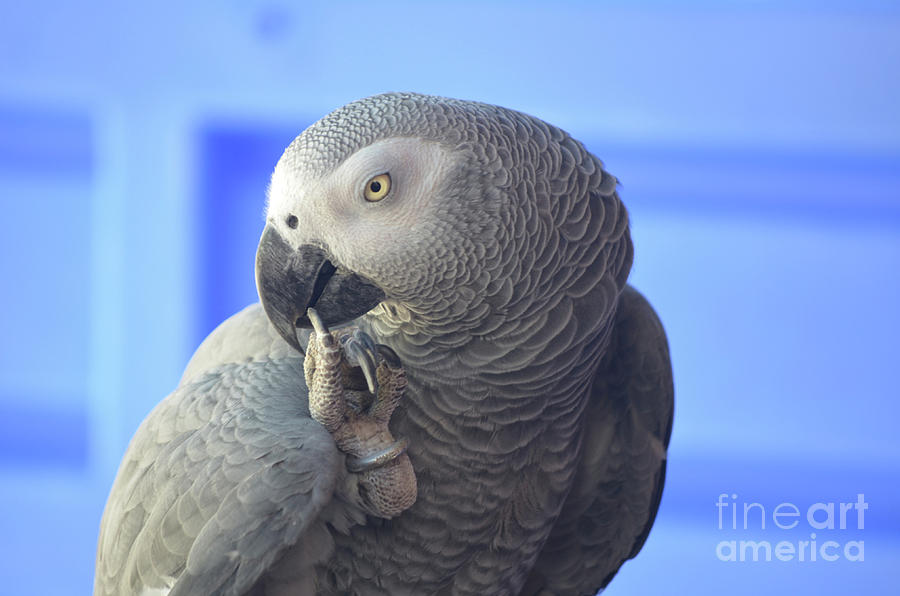 Congo African Grey Parrot Biting Toes Photograph by DejaVu Designs