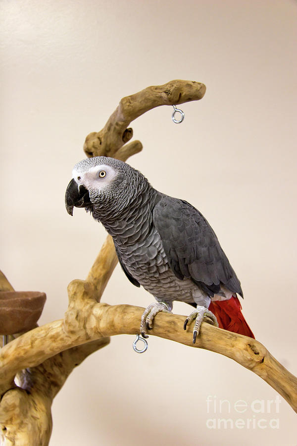 Congo African Grey Parrot Photograph by Jill Lang