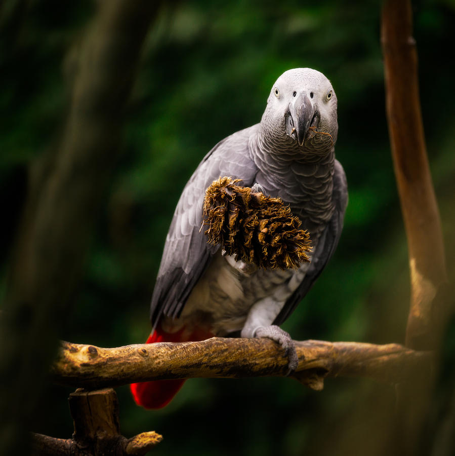 Congo African Grey Parrot Photograph by Peter V Quenter