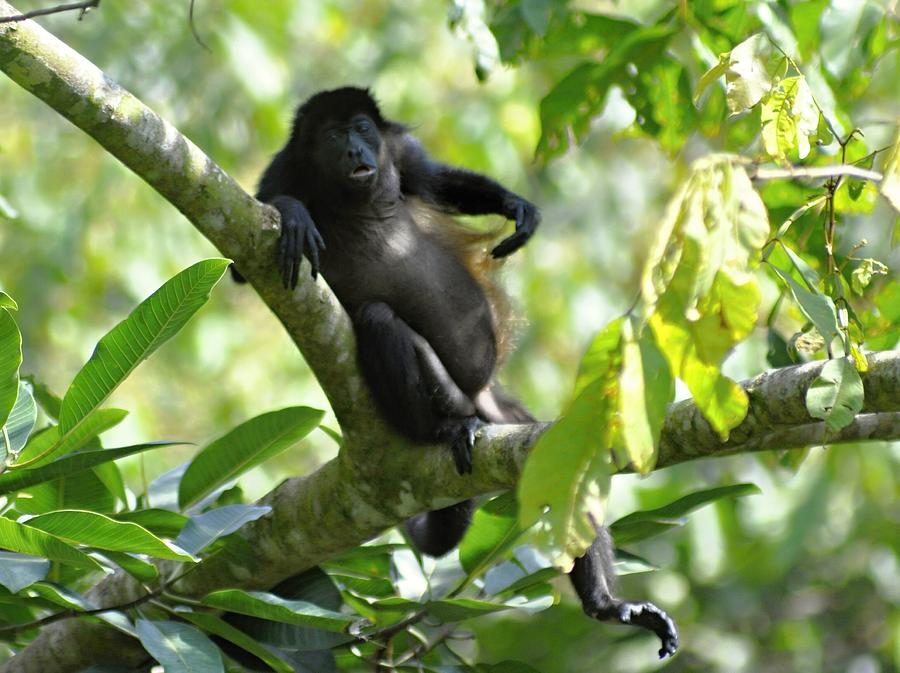 Congo Monkey A Photograph by Michael Lilley