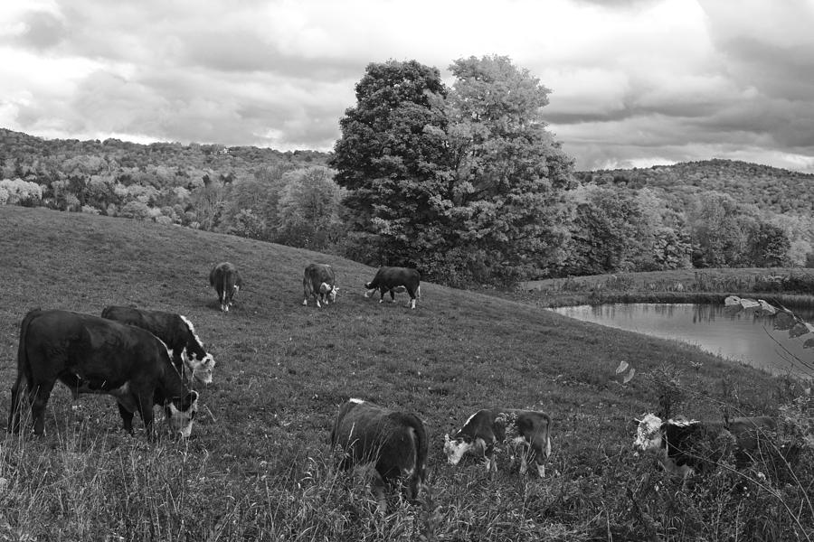 Congregating Cows. Jenne Farm Cow Reading Vermont Black and White Photograph by Toby McGuire