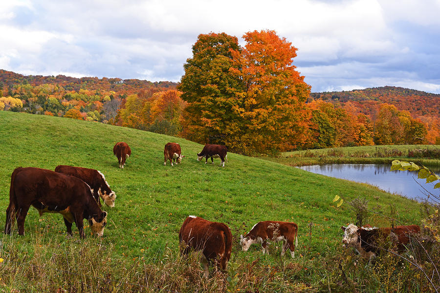 Congregating Cows. Jenne Farm Cow Reading Vermont Photograph by Toby McGuire