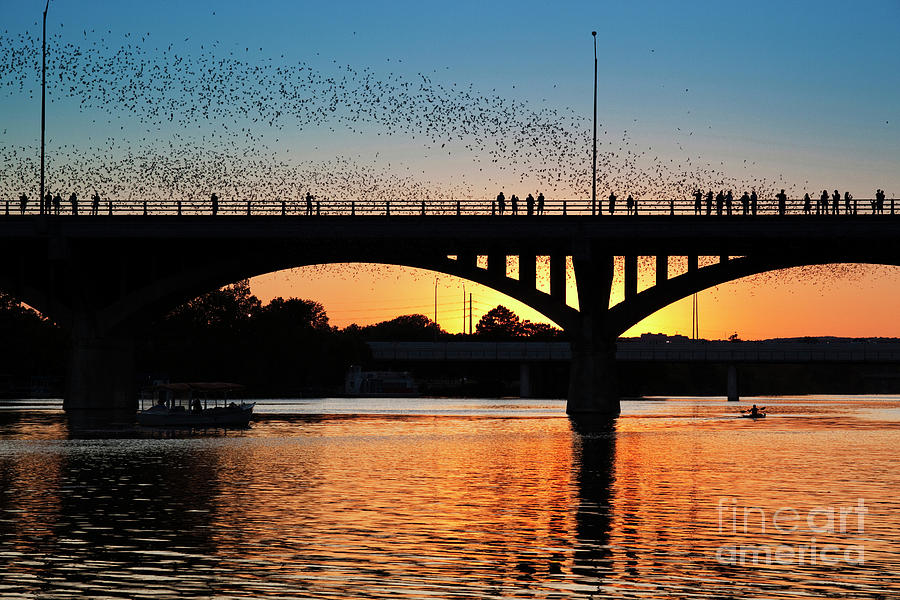 Congress Avenue Bridge Bats take flight for a feeding under a golden orange Texas sunset Photograph by Dan Herron