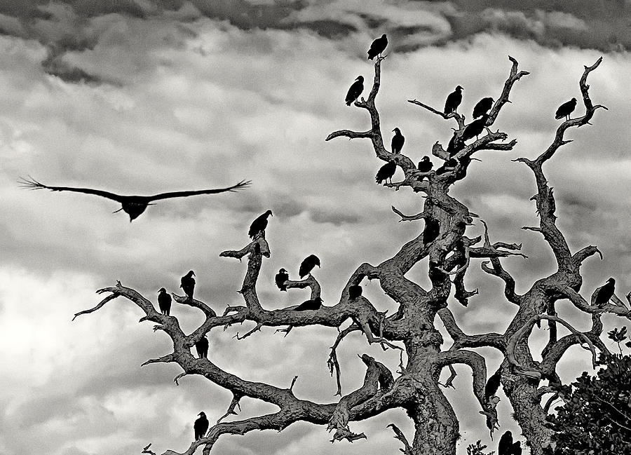 Congress of Vultures by Karl Ford Congress of Vultures by Karl Ford