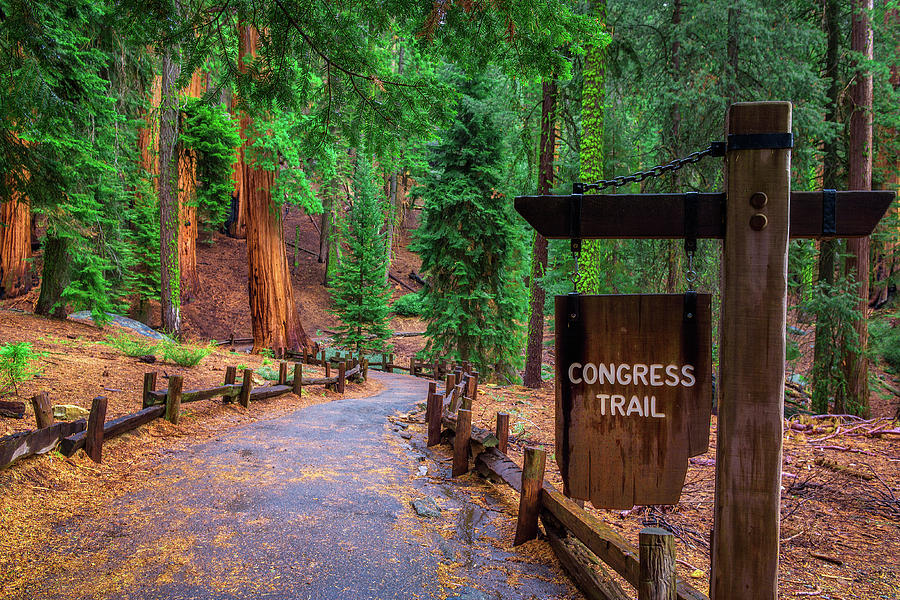 Congress trail sequoia park best sale