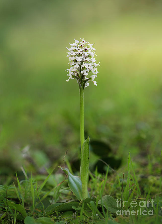 Conical orchid, Orchis conica, wild orchid Photograph by Perry Van Munster