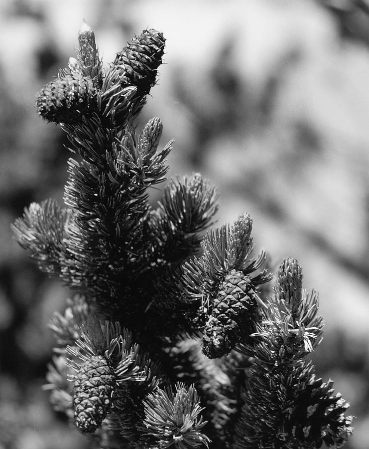 Nature Photograph - Conifer by Allan McConnell