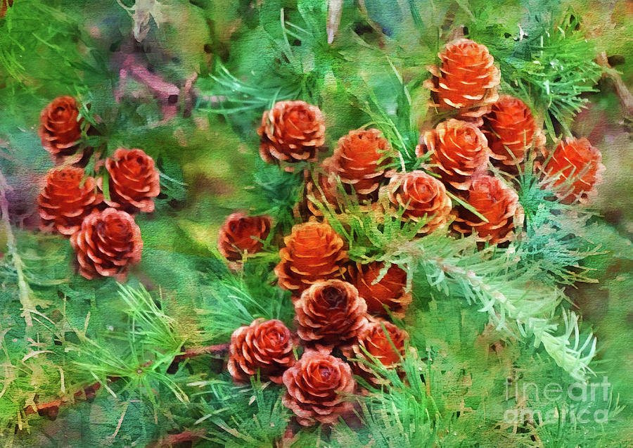 Evergreen Cones Photograph by Judi Bagwell