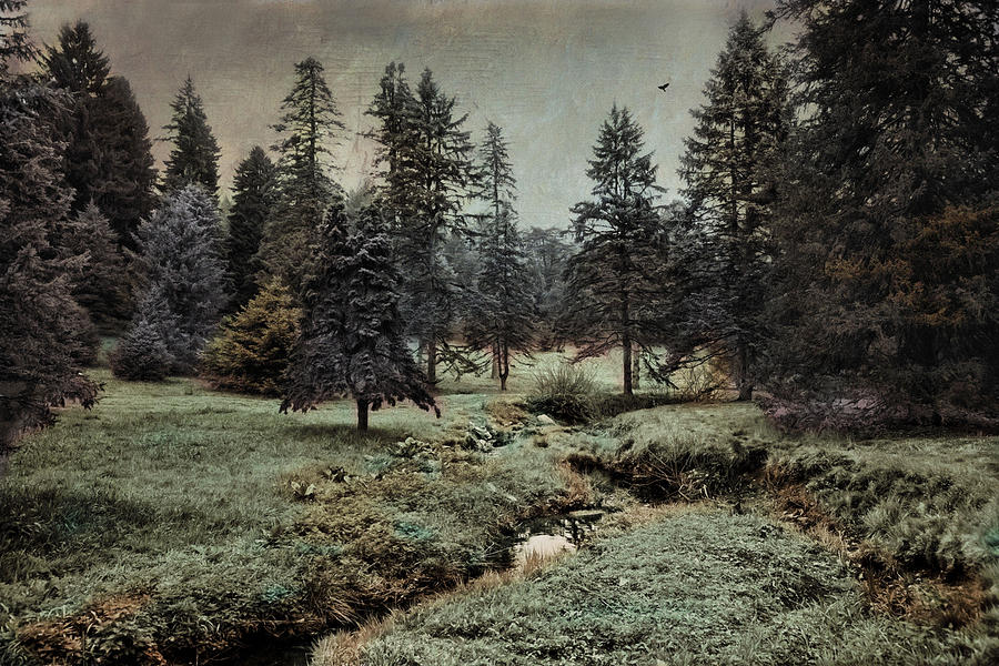 Conifer Meadow Photograph by Robin-Lee Vieira
